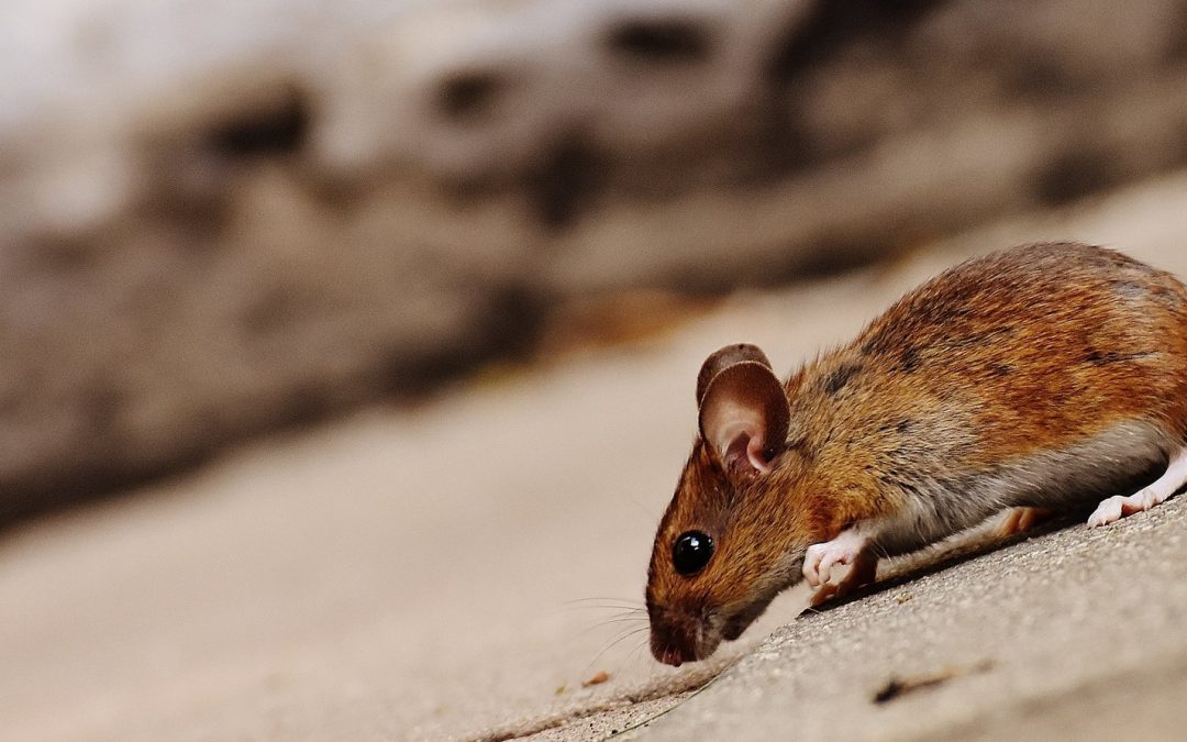How to Get Rid of Mice in a Crawl Space