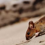 brown mouse